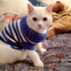 Image for article titled Dignified Cat Dressed In Adorable, Painful Sweater
